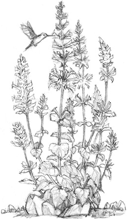 Иллюстрация к книге — Волшебство в вашем саду. Магические свойства растений и способы работы с ними [_11.jpg]