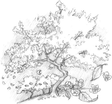 Иллюстрация к книге — Волшебство в вашем саду. Магические свойства растений и способы работы с ними [_12.jpg]