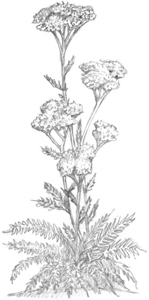 Иллюстрация к книге — Волшебство в вашем саду. Магические свойства растений и способы работы с ними [_13.jpg]