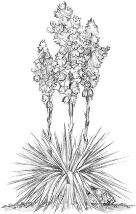 Иллюстрация к книге — Волшебство в вашем саду. Магические свойства растений и способы работы с ними [_14.jpg]