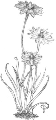 Иллюстрация к книге — Волшебство в вашем саду. Магические свойства растений и способы работы с ними [_15.jpg]