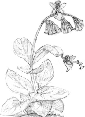 Иллюстрация к книге — Волшебство в вашем саду. Магические свойства растений и способы работы с ними [_16.jpg]