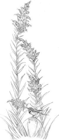 Иллюстрация к книге — Волшебство в вашем саду. Магические свойства растений и способы работы с ними [_18.jpg]