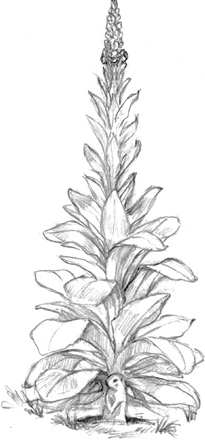 Иллюстрация к книге — Волшебство в вашем саду. Магические свойства растений и способы работы с ними [_21.jpg]