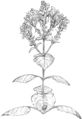 Иллюстрация к книге — Волшебство в вашем саду. Магические свойства растений и способы работы с ними [_23.jpg]