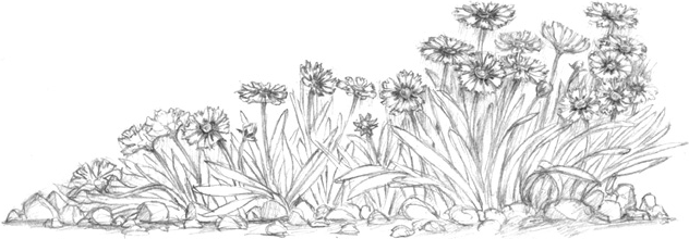 Иллюстрация к книге — Волшебство в вашем саду. Магические свойства растений и способы работы с ними [_26.jpg]