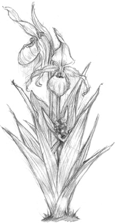 Иллюстрация к книге — Волшебство в вашем саду. Магические свойства растений и способы работы с ними [_27.jpg]