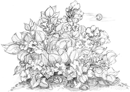 Иллюстрация к книге — Волшебство в вашем саду. Магические свойства растений и способы работы с ними [_3.jpg]