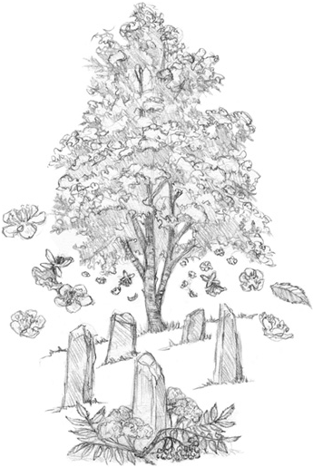 Иллюстрация к книге — Волшебство в вашем саду. Магические свойства растений и способы работы с ними [_38.jpg]