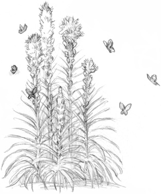 Иллюстрация к книге — Волшебство в вашем саду. Магические свойства растений и способы работы с ними [_4.jpg]