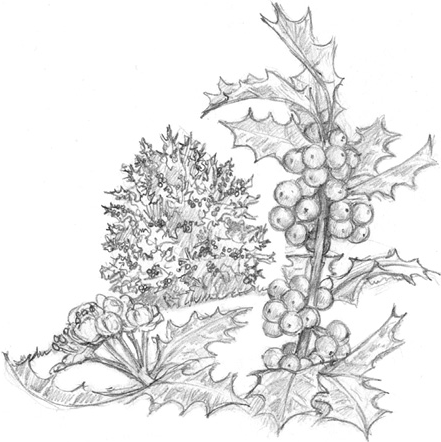 Иллюстрация к книге — Волшебство в вашем саду. Магические свойства растений и способы работы с ними [_44.jpg]