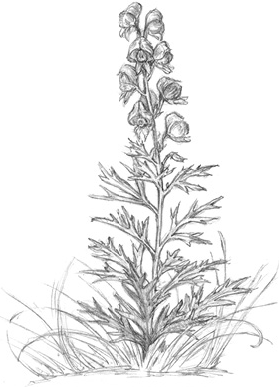 Иллюстрация к книге — Волшебство в вашем саду. Магические свойства растений и способы работы с ними [_50.jpg]