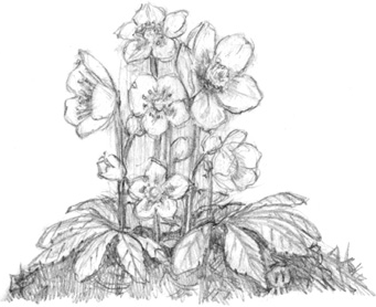 Иллюстрация к книге — Волшебство в вашем саду. Магические свойства растений и способы работы с ними [_51.jpg]