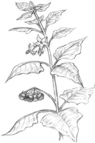 Иллюстрация к книге — Волшебство в вашем саду. Магические свойства растений и способы работы с ними [_52.jpg]