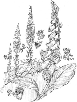 Иллюстрация к книге — Волшебство в вашем саду. Магические свойства растений и способы работы с ними [_53.jpg]