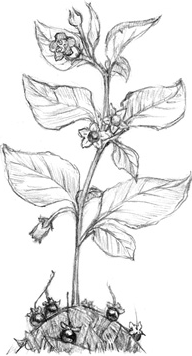 Иллюстрация к книге — Волшебство в вашем саду. Магические свойства растений и способы работы с ними [_55.jpg]