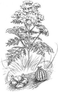 Иллюстрация к книге — Волшебство в вашем саду. Магические свойства растений и способы работы с ними [_57.jpg]