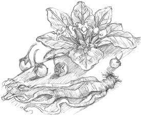 Иллюстрация к книге — Волшебство в вашем саду. Магические свойства растений и способы работы с ними [_58.jpg]