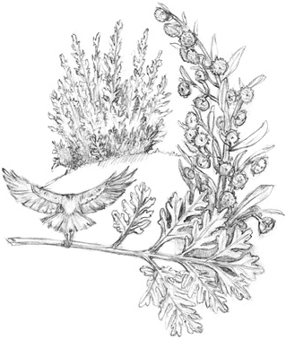 Иллюстрация к книге — Волшебство в вашем саду. Магические свойства растений и способы работы с ними [_61.jpg]