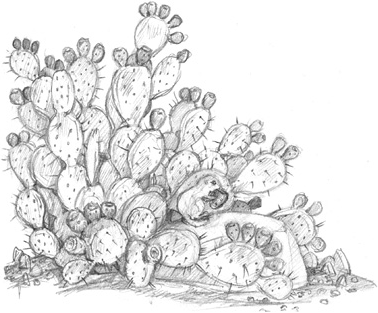 Иллюстрация к книге — Волшебство в вашем саду. Магические свойства растений и способы работы с ними [_8.jpg]