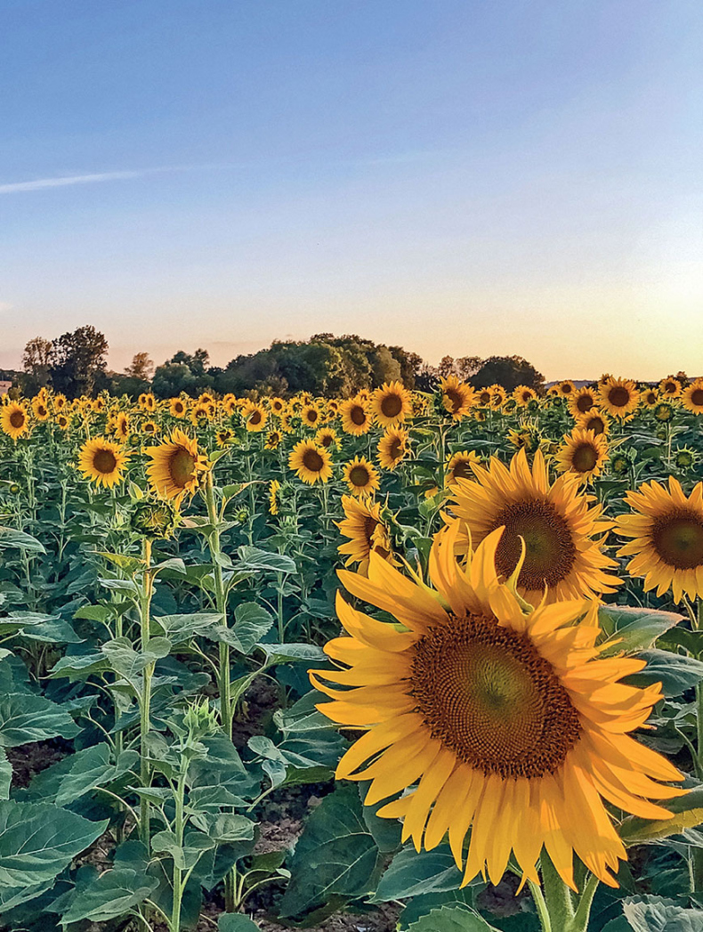 Иллюстрация к книге — Франция изнутри. Как на самом деле живут в стране изысканной кухни и высокой моды? [i_025.jpg]