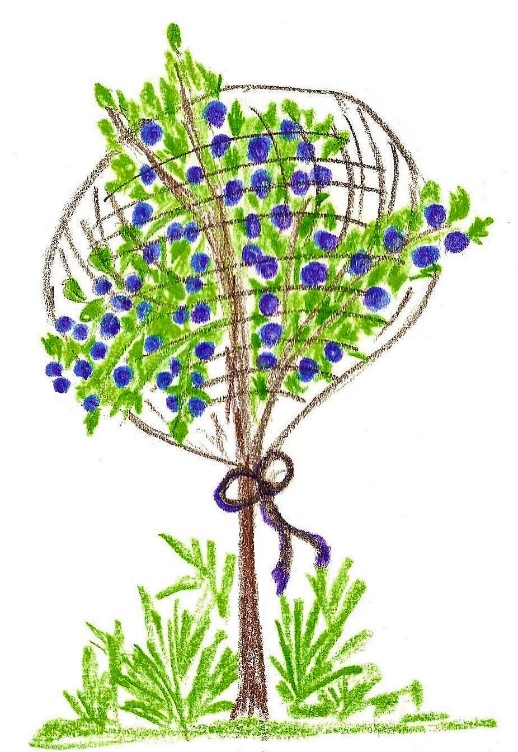 Иллюстрация к книге — Лето на полке [_49.jpg]