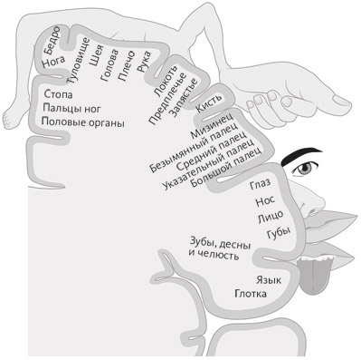 Иллюстрация к книге — Счастливое старение. Рекомендации нейробиолога о том, как жить долго и хорошо [i_017.jpg]