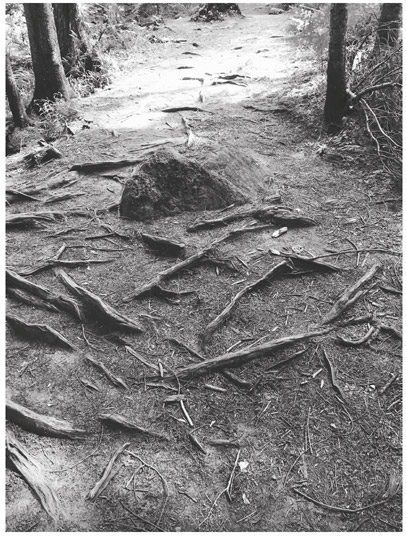 Иллюстрация к книге — Счастливое старение. Рекомендации нейробиолога о том, как жить долго и хорошо [i_024.jpg]