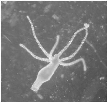 Иллюстрация к книге — Счастливое старение. Рекомендации нейробиолога о том, как жить долго и хорошо [i_025.jpg]