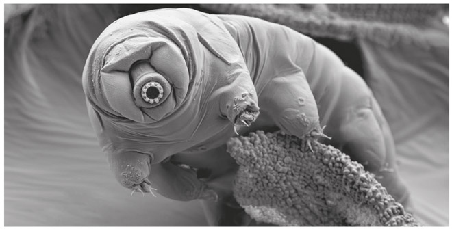 Иллюстрация к книге — Счастливое старение. Рекомендации нейробиолога о том, как жить долго и хорошо [i_026.jpg]