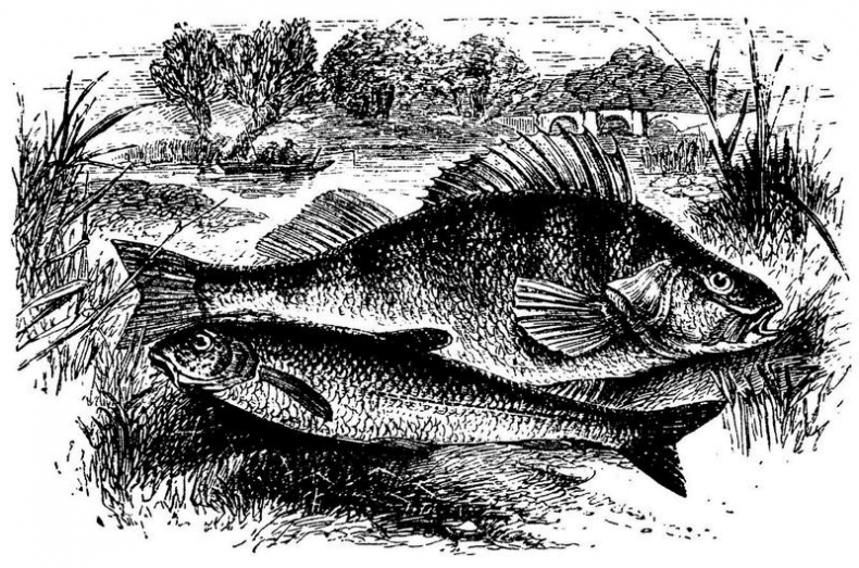 Иллюстрация к книге — Темза. Священная река [i_016.jpg]