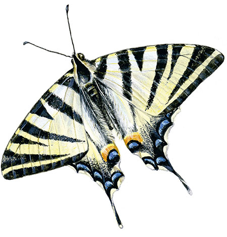 Иллюстрация к книге — Бабочки. Основы систематики, среда обитания, жизненный цикл и магия совершенства [i_003.jpg]