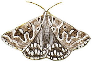 Иллюстрация к книге — Бабочки. Основы систематики, среда обитания, жизненный цикл и магия совершенства [i_004.jpg]