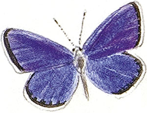 Иллюстрация к книге — Бабочки. Основы систематики, среда обитания, жизненный цикл и магия совершенства [i_008.jpg]