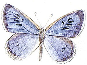 Иллюстрация к книге — Бабочки. Основы систематики, среда обитания, жизненный цикл и магия совершенства [i_010.jpg]