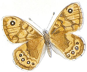 Иллюстрация к книге — Бабочки. Основы систематики, среда обитания, жизненный цикл и магия совершенства [i_014.jpg]