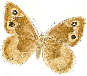 Иллюстрация к книге — Бабочки. Основы систематики, среда обитания, жизненный цикл и магия совершенства [i_015.jpg]