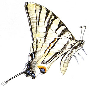 Иллюстрация к книге — Бабочки. Основы систематики, среда обитания, жизненный цикл и магия совершенства [i_016.jpg]