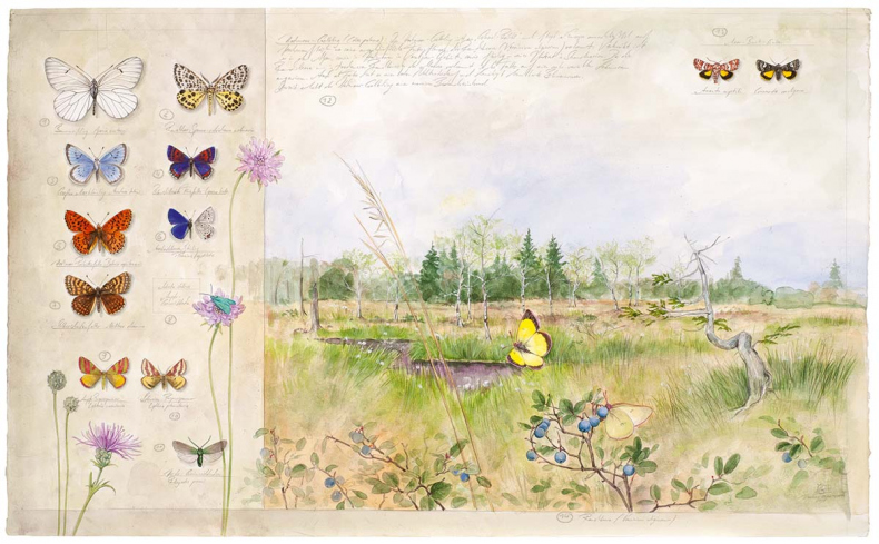 Иллюстрация к книге — Бабочки. Основы систематики, среда обитания, жизненный цикл и магия совершенства [i_017.jpg]