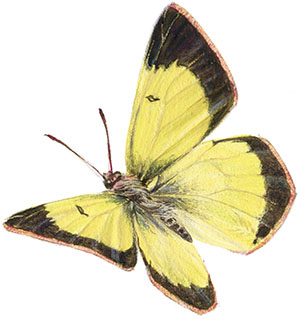 Иллюстрация к книге — Бабочки. Основы систематики, среда обитания, жизненный цикл и магия совершенства [i_018.jpg]