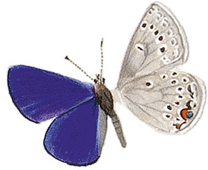 Иллюстрация к книге — Бабочки. Основы систематики, среда обитания, жизненный цикл и магия совершенства [i_020.jpg]