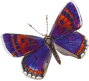 Иллюстрация к книге — Бабочки. Основы систематики, среда обитания, жизненный цикл и магия совершенства [i_021.jpg]