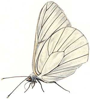 Иллюстрация к книге — Бабочки. Основы систематики, среда обитания, жизненный цикл и магия совершенства [i_023.jpg]