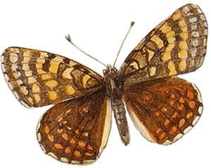 Иллюстрация к книге — Бабочки. Основы систематики, среда обитания, жизненный цикл и магия совершенства [i_024.jpg]