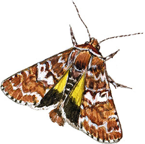 Иллюстрация к книге — Бабочки. Основы систематики, среда обитания, жизненный цикл и магия совершенства [i_025.jpg]