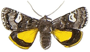 Иллюстрация к книге — Бабочки. Основы систематики, среда обитания, жизненный цикл и магия совершенства [i_026.jpg]