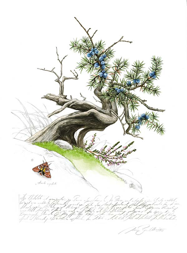 Иллюстрация к книге — Бабочки. Основы систематики, среда обитания, жизненный цикл и магия совершенства [i_027.jpg]