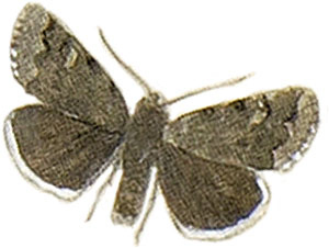 Иллюстрация к книге — Бабочки. Основы систематики, среда обитания, жизненный цикл и магия совершенства [i_032.jpg]