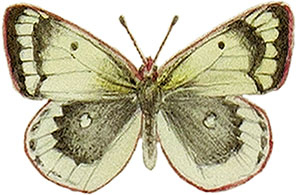 Иллюстрация к книге — Бабочки. Основы систематики, среда обитания, жизненный цикл и магия совершенства [i_033.jpg]