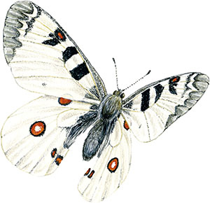 Иллюстрация к книге — Бабочки. Основы систематики, среда обитания, жизненный цикл и магия совершенства [i_034.jpg]